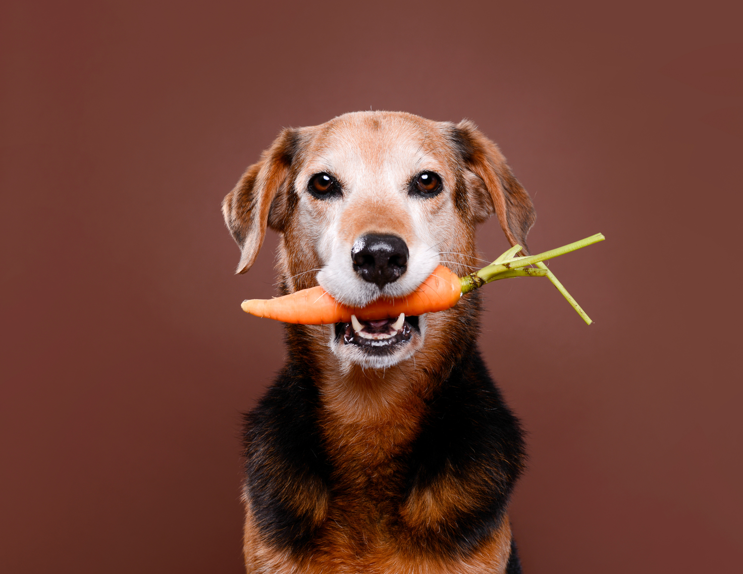 stock photo of dog with carrot