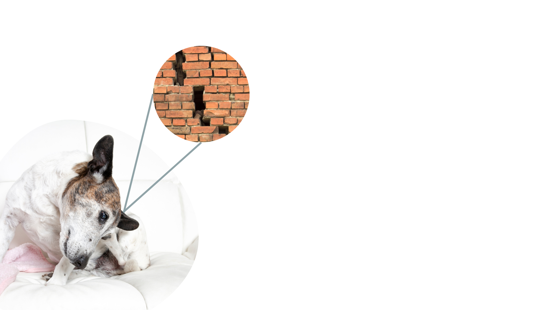 dog sitting and itching its ear with an image of a broken brick wall