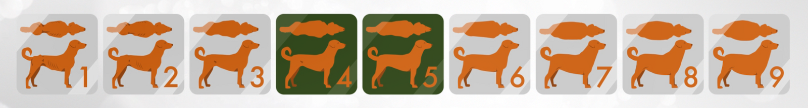 Nine graphics of the top-down and side few of a dog, each graphic showing different body condition scores. The graphics start with a score of one on the left and ends at a 9 score on the right.