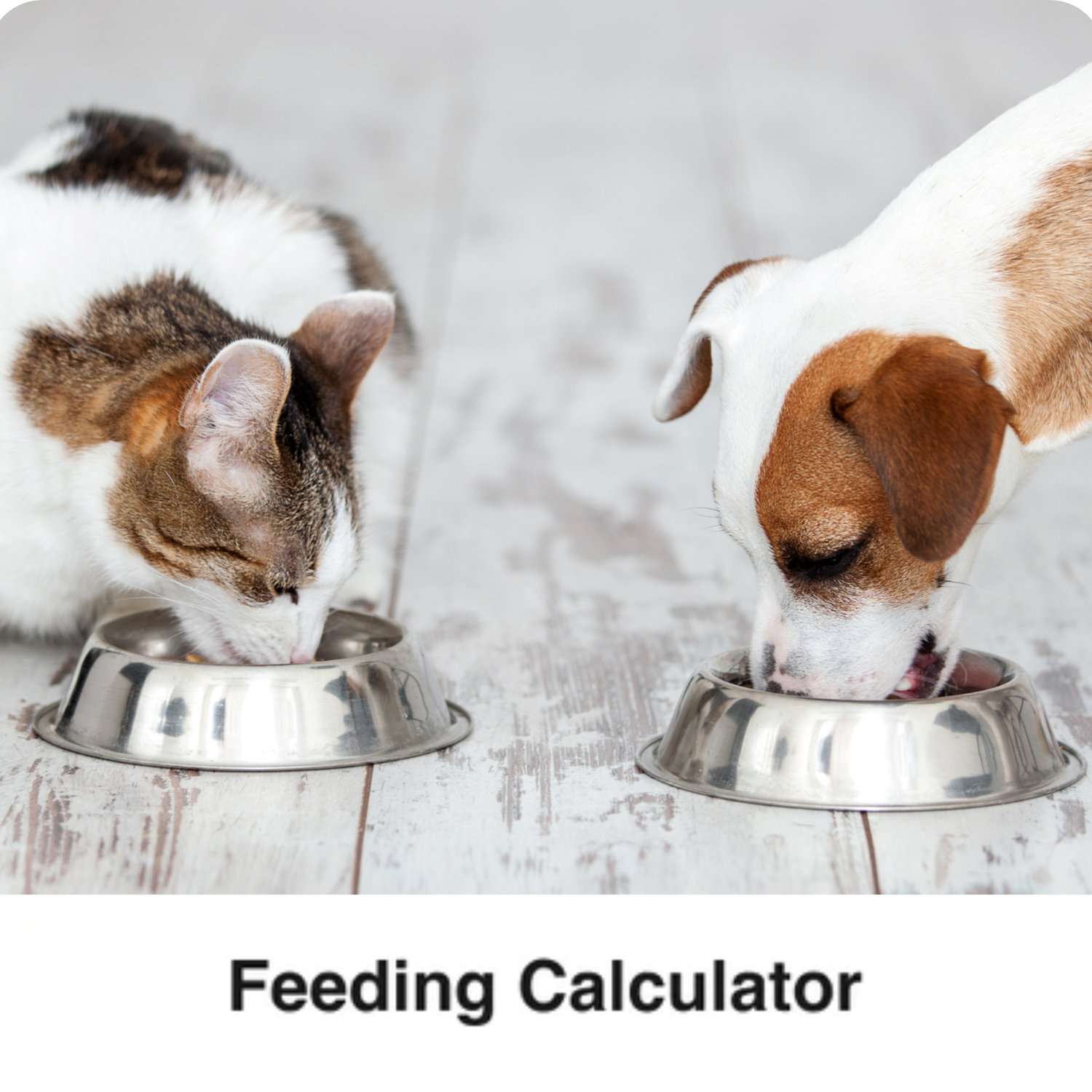 dog and cat eating food, text says feeding calculator