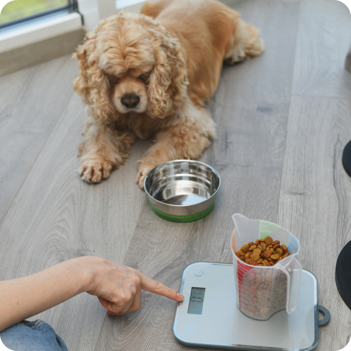 woman weighing food before feeding dog