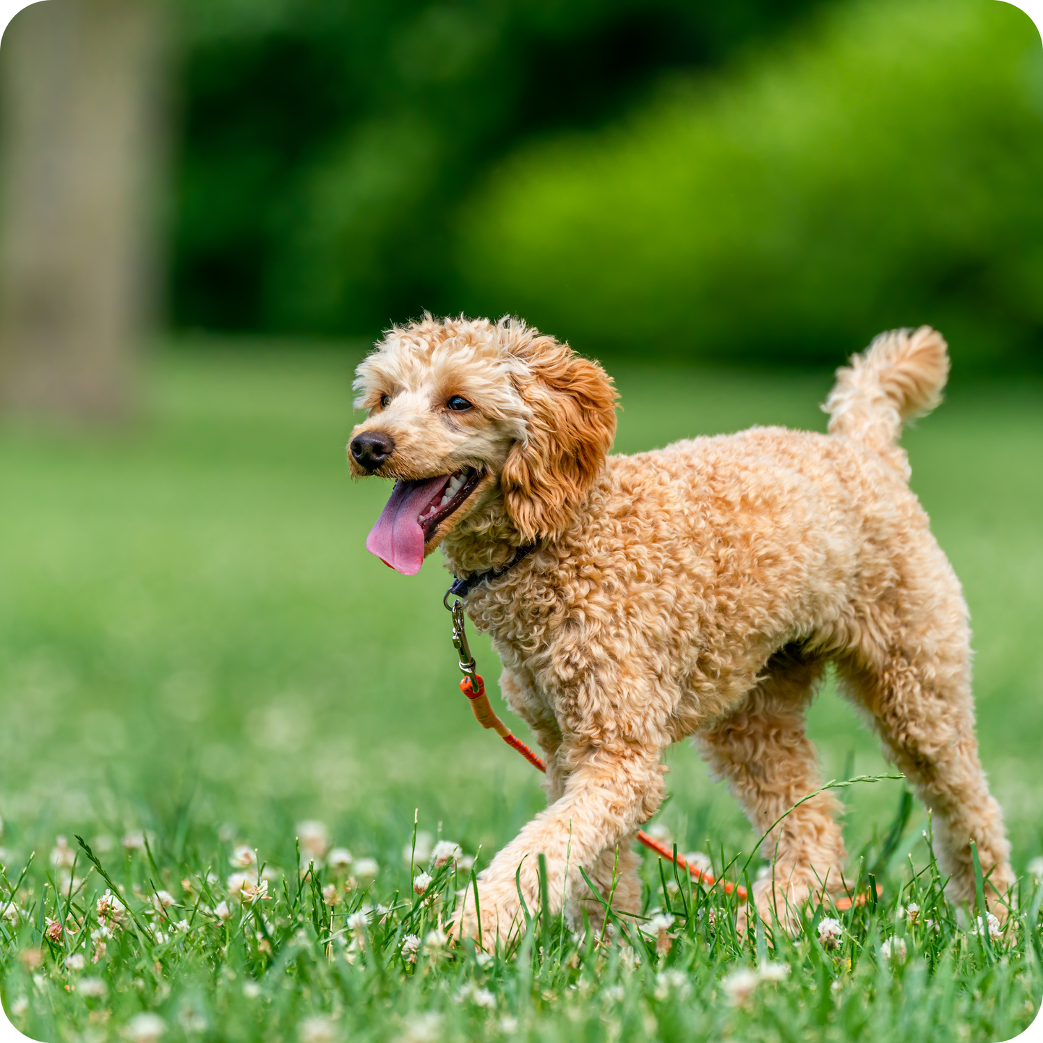stock photo of dog walking on a lead