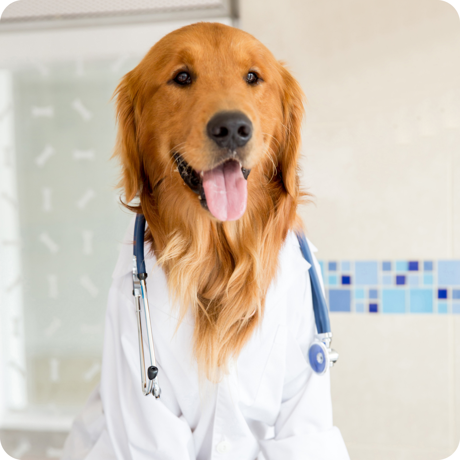 stock photo of dog wearing a silly vet costume