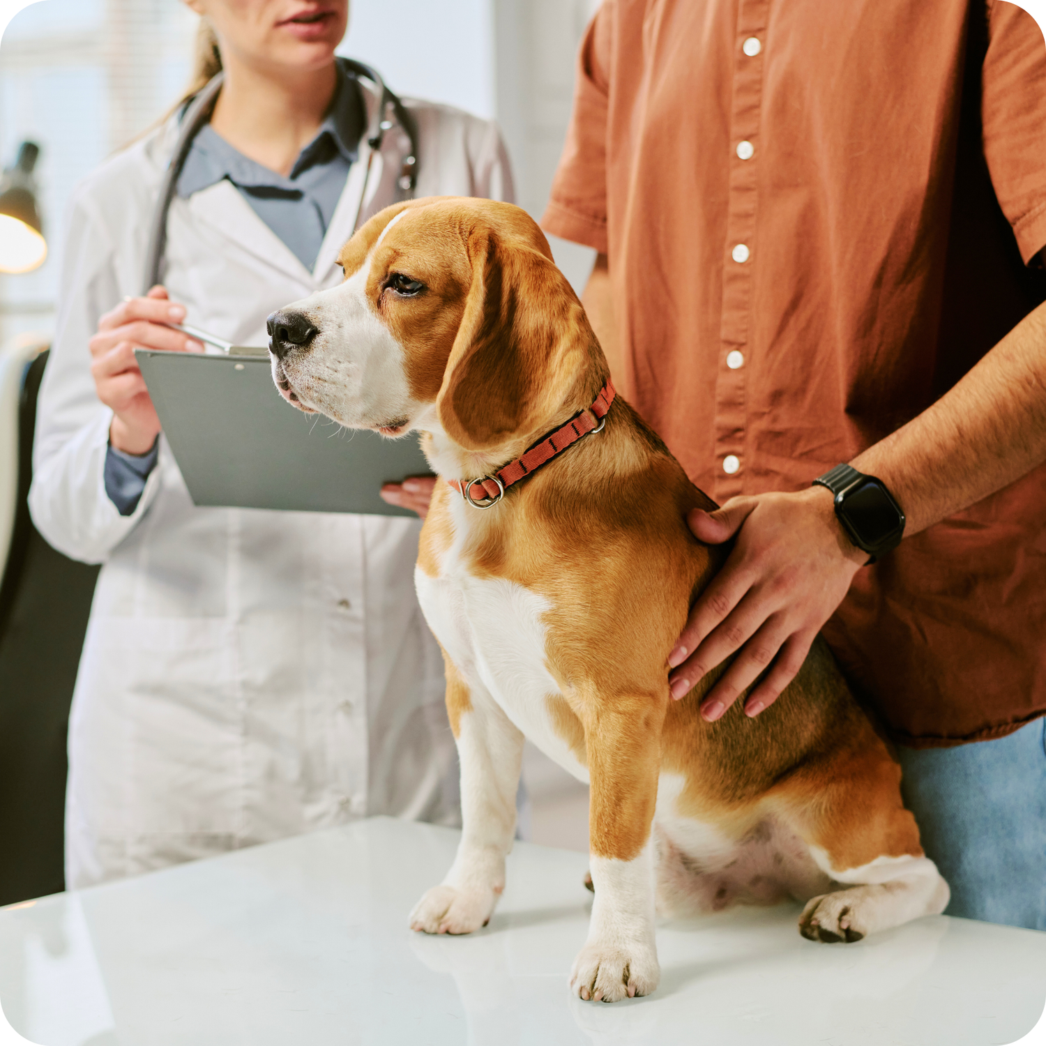 stock photo of dog being looked at by vet