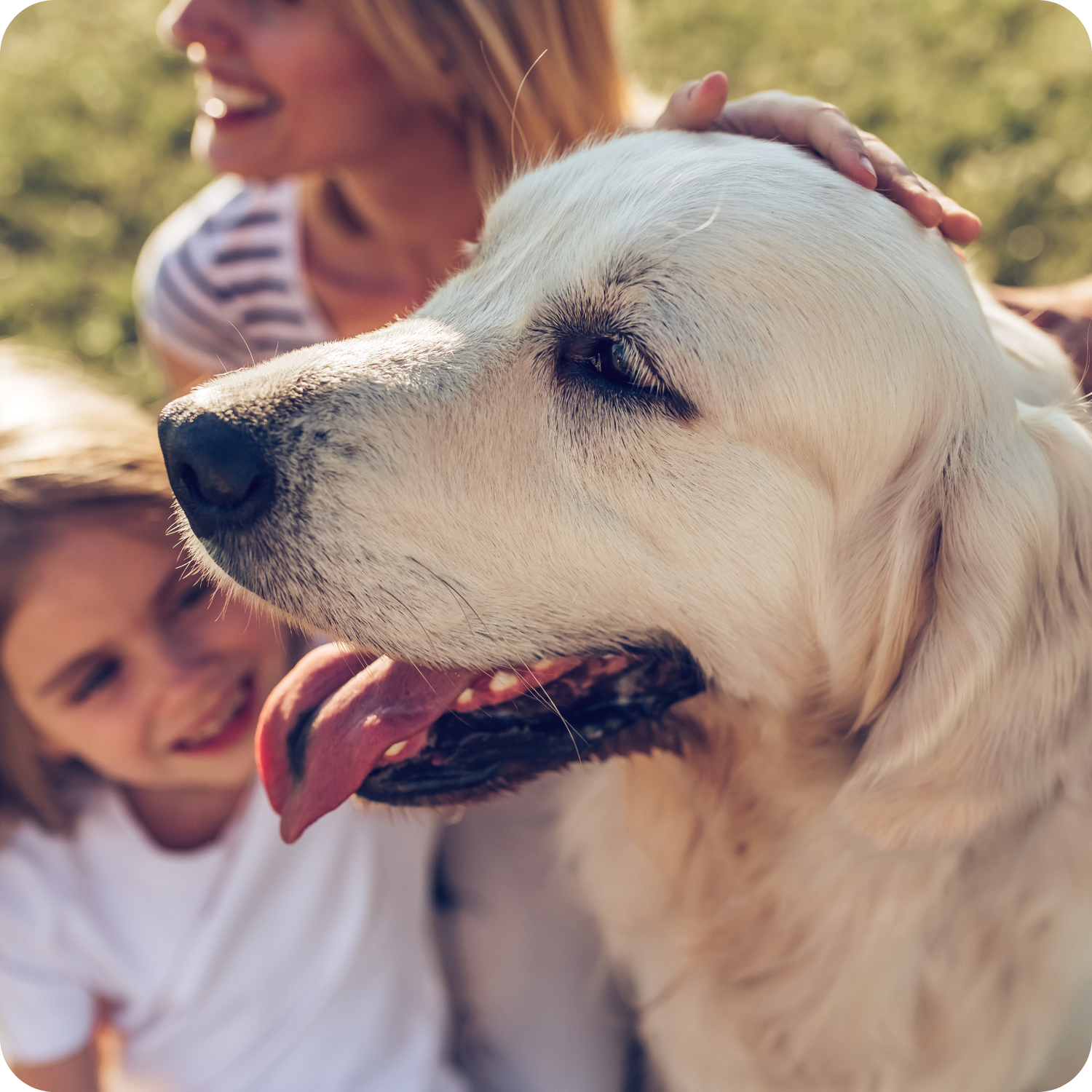 dog being pet by child