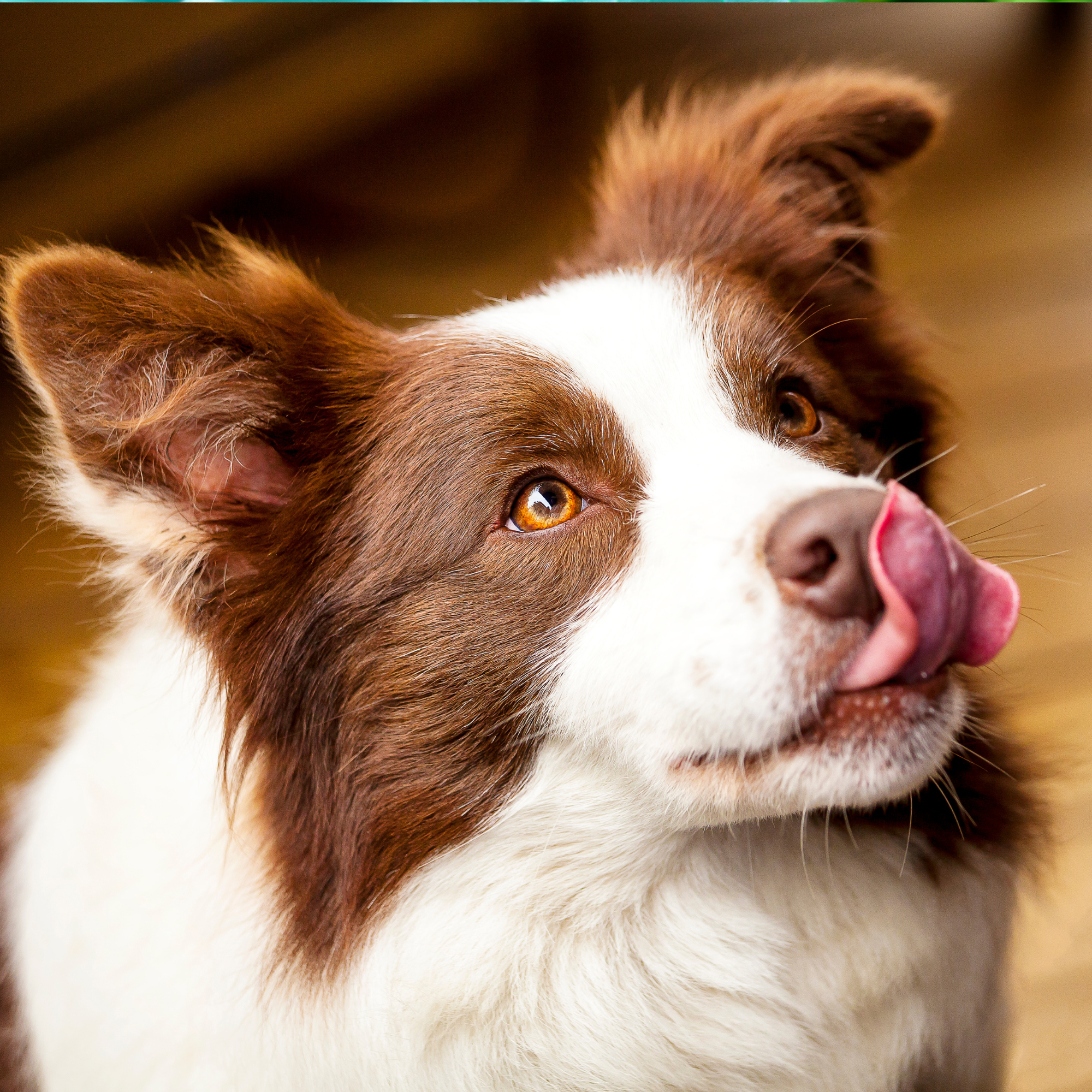 border collie licking nose