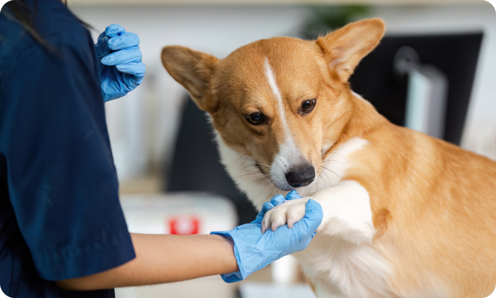 photo of dog getting treatment from a vet