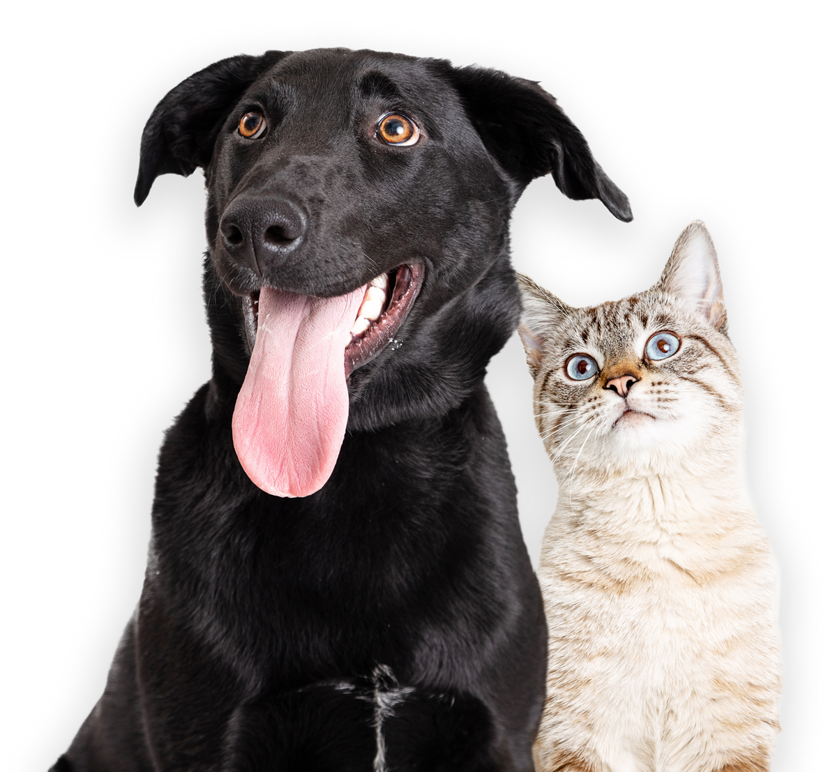 cut out image of dog and cat