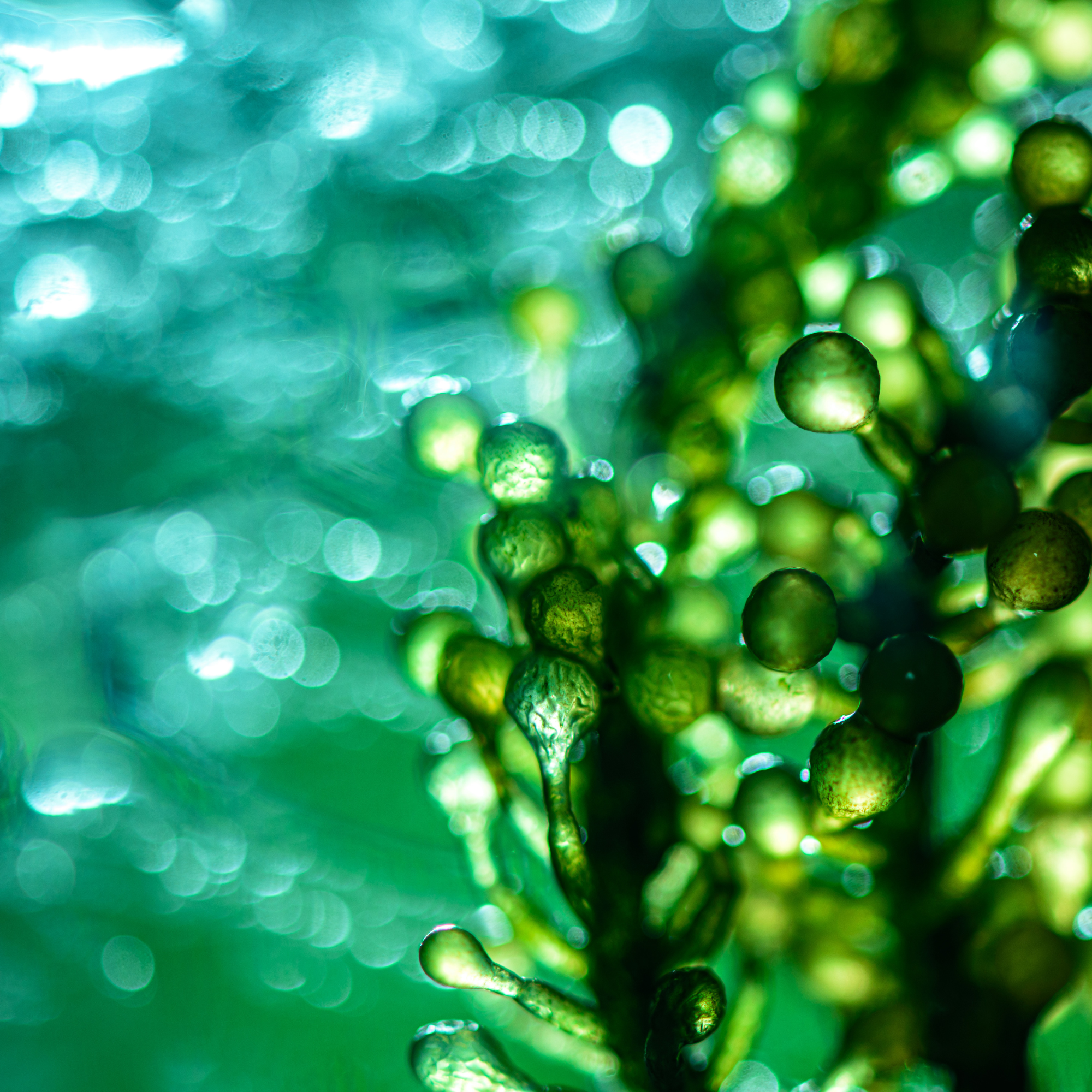 stock photo of marine leaf