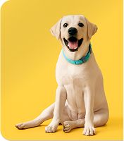 How to Assess a Dog's Body Condition Score