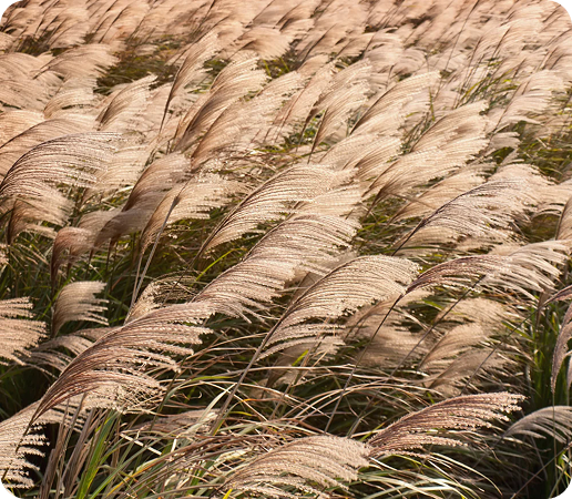 decorative photo of wheat